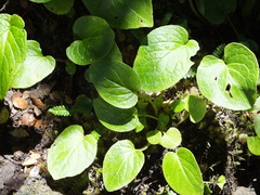 Valeriana lapathifolia