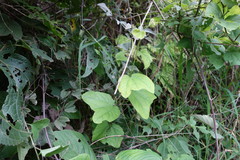 Passiflora goniosperma