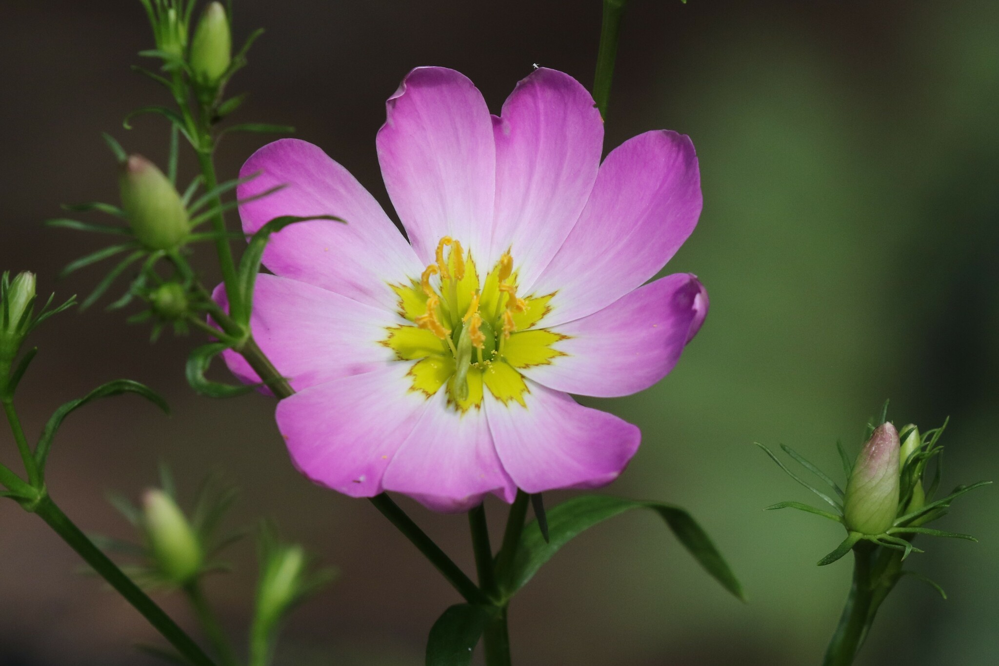 Sabatia kennedyana
