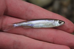 Notropis rubellus