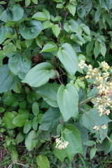 Passiflora rovirosae