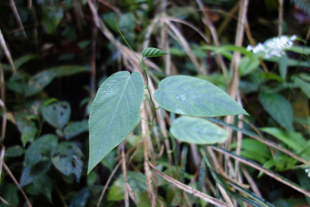 Passiflora pedicellaris