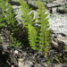 Wooton's Lace Fern - Photo (c) Anthony Mendoza, some rights reserved (CC BY-NC-SA)