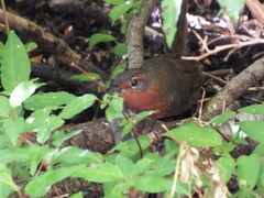 Scelorchilus rubecula