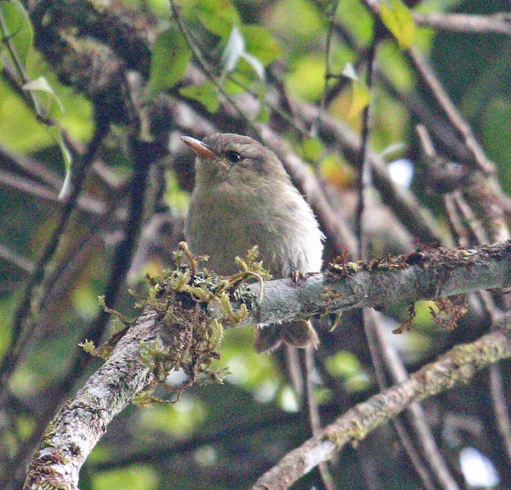 Cryptic Warbler photo