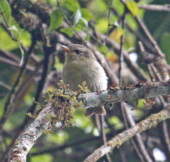 Cryptic Warbler photo 1