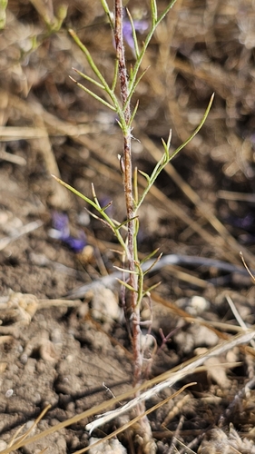 Image of Eriastrum pluriflorum by (c) Chris Winchell, some rights reserved (CC BY)
