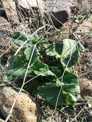 Arum palaestinum