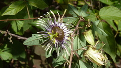 Passiflora karwinskii