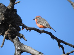 Pyrocephalus rubinus