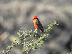 Pyrocephalus rubinus