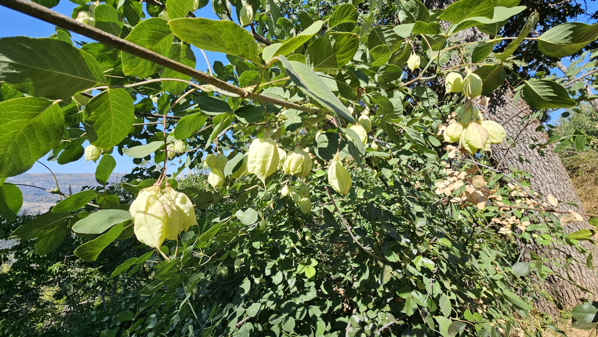 Sierra Bladdernut (Staphylea bolanderi)