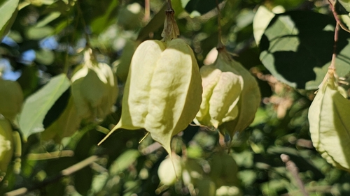 Staphylea bolanderi, photograph 1