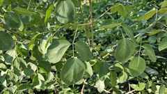 Staphylea bolanderi, photograph (c) Chris Winchell, some rights reserved (CC BY)