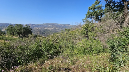 Staphylea bolanderi, photograph 3
