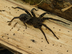 Ancylometes bogotensis