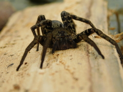 Ancylometes bogotensis