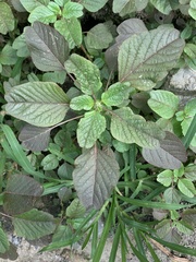 Purple amaranth