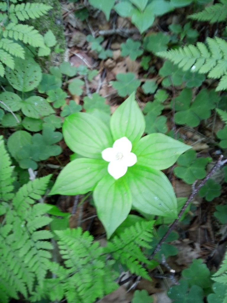 Canadian bunchberry from Чугуевский р-н, Приморский край, Россия on ...