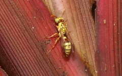Ropalidia romandi