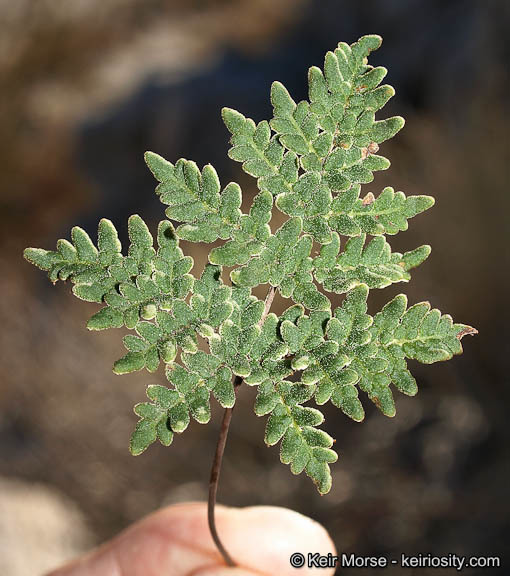 Notholaena californica