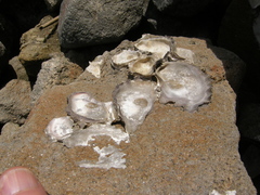 Saccostrea glomerata