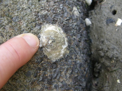 Saccostrea glomerata