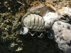 Sypharochiton pelliserpentis
