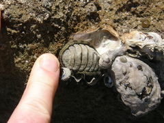 Sypharochiton pelliserpentis