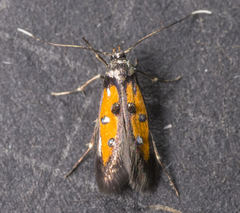 Chrysoclista linneella