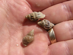 Cominella glandiformis