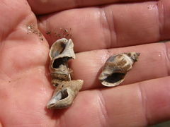 Cominella glandiformis