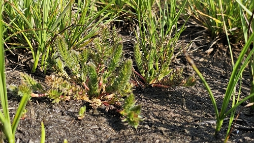 Image of Ivesia unguiculata by (c) Chris Winchell, some rights reserved (CC BY)