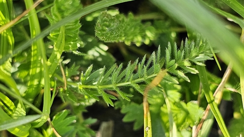 Image of Ivesia unguiculata by (c) Chris Winchell, some rights reserved (CC BY)