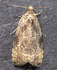 Olethreutes furfuranum