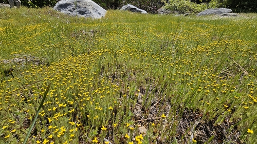 Image of Jensia yosemitana by (c) Chris Winchell, some rights reserved (CC BY)
