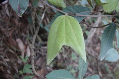 Passiflora manantlanensis
