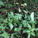 Passiflora mcvaughiana - Photo (c) J.R. Kuethe, some rights reserved (CC BY-NC), uploaded by J.R. Kuethe