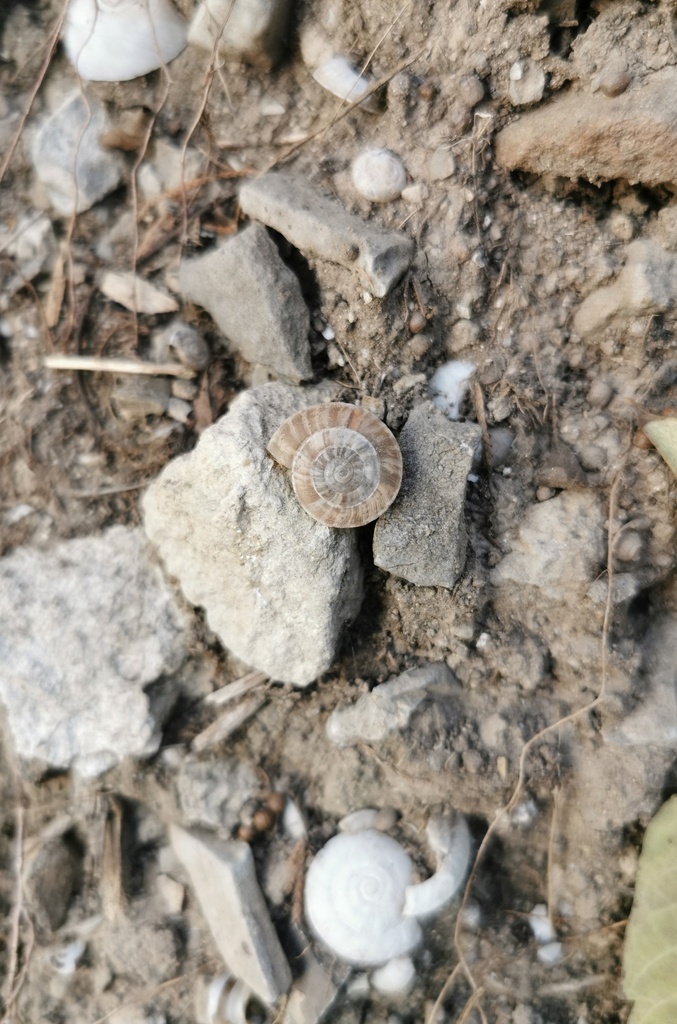 Laeocathaica minwui