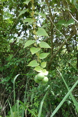 Image of Passiflora guatemalensis