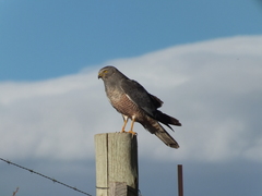Cinereous Harrier photo 4