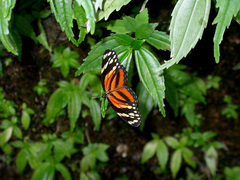 Eresia phillyra phillyra