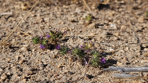 Image of Navarretia viscidula by (c) Chris Winchell, some rights reserved (CC BY)