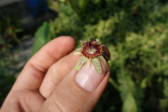 Passiflora ornithoura image