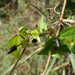 Passiflora eglandulosa - Photo (c) J.R. Kuethe,  זכויות יוצרים חלקיות (CC BY-NC), הועלה על ידי J.R. Kuethe