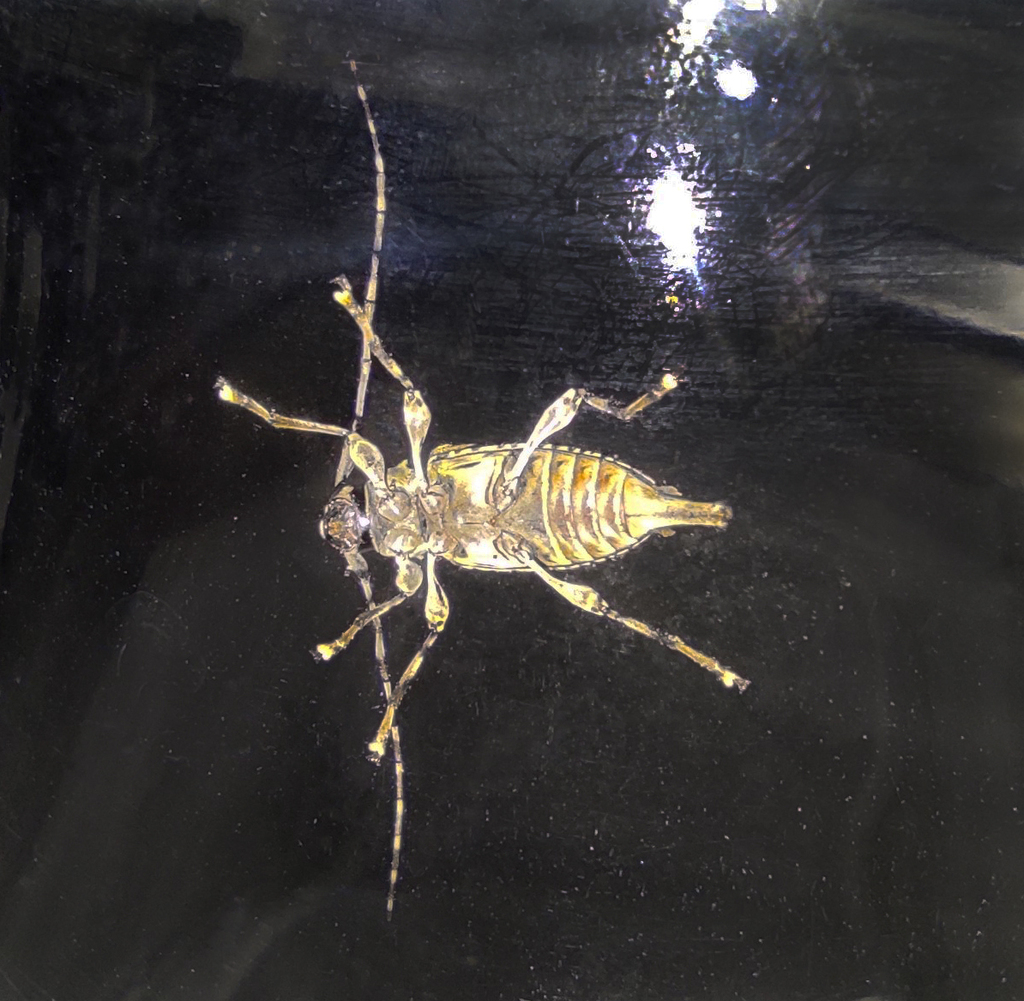 Oedopeza guttigera