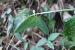 Passiflora subfertilis image