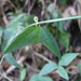 Passiflora subfertilis - Photo (c) J.R. Kuethe (Yero), osa oikeuksista pidätetään (CC BY-NC), lähettänyt J.R. Kuethe (Yero)