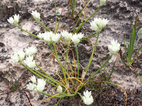 Image of Allium hickmanii by (c) Henrik Kibak, some rights reserved (CC BY)