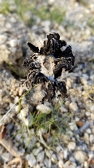 Montagnea arenaria